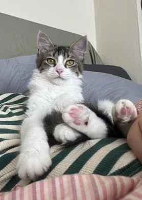 A young medium-sized male Domestic Medium Hair cat named Noah for adoption in San Francisco, CA
