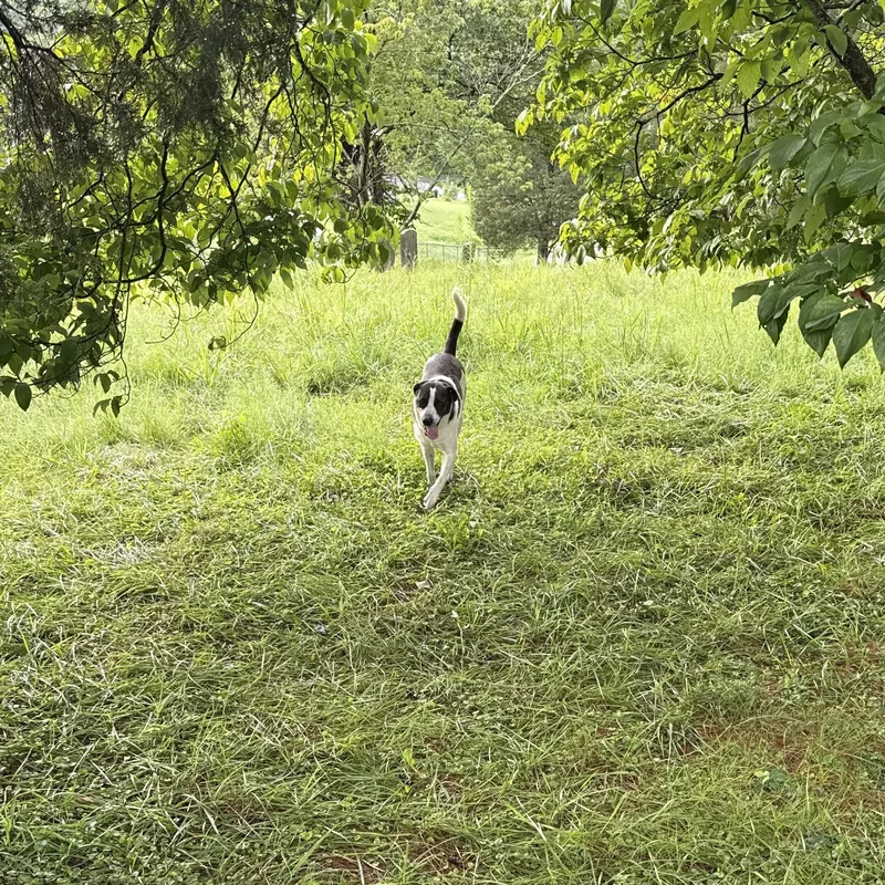 A young medium-sized male Bicolor Border Collie dog named Scout for adoption in Whitesburg, TN