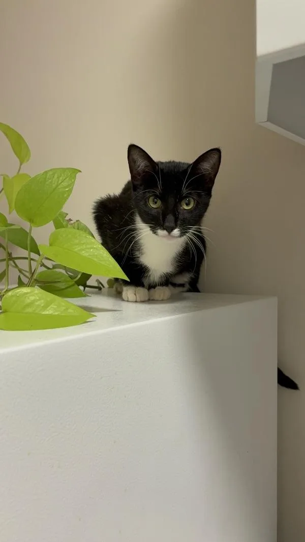 An adult small-sized female Domestic Short Hair cat named Buddy for adoption in Ridgewood, NY