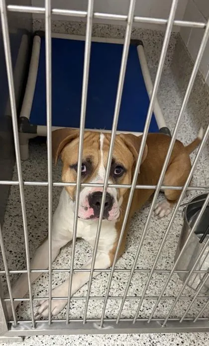 An adult large-sized male Pit Bull Terrier dog named Scooby Doo for adoption in Atlanta, GA
