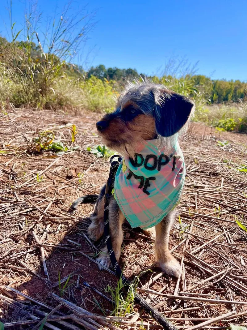 A baby medium-sized male Tricolor (Brown, Black, & White) Standard Schnauzer dog named Hayes for adoption in Fort Mill, SC