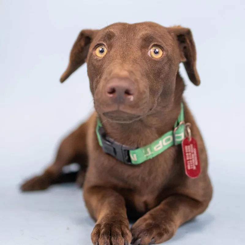 A young medium-sized female Brown / Chocolate Mixed Breed dog named Tulle for adoption in Portland, OR
