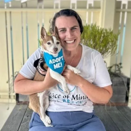 A senior small-sized female Brown / Chocolate Chihuahua dog named Socks for adoption in Pacific Grove, CA