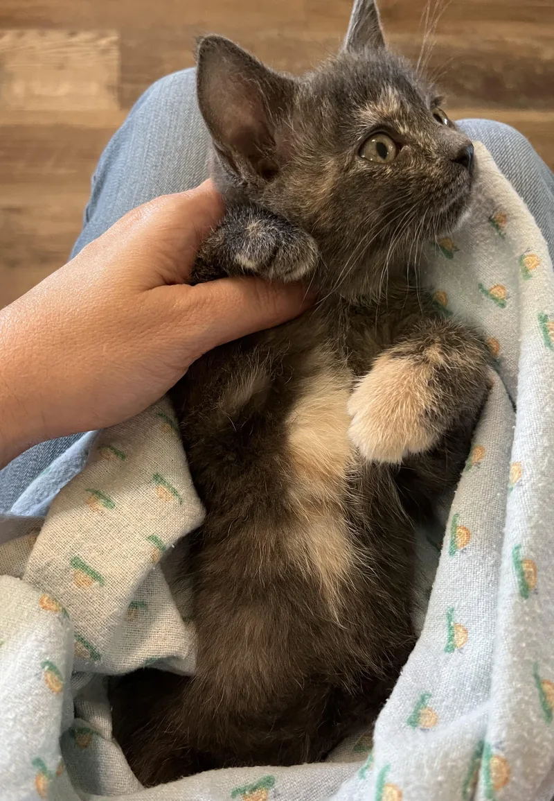 A baby small-sized female Dilute Tortoiseshell Domestic Short Hair cat named Morticia for adoption in Fruit Heights, UT