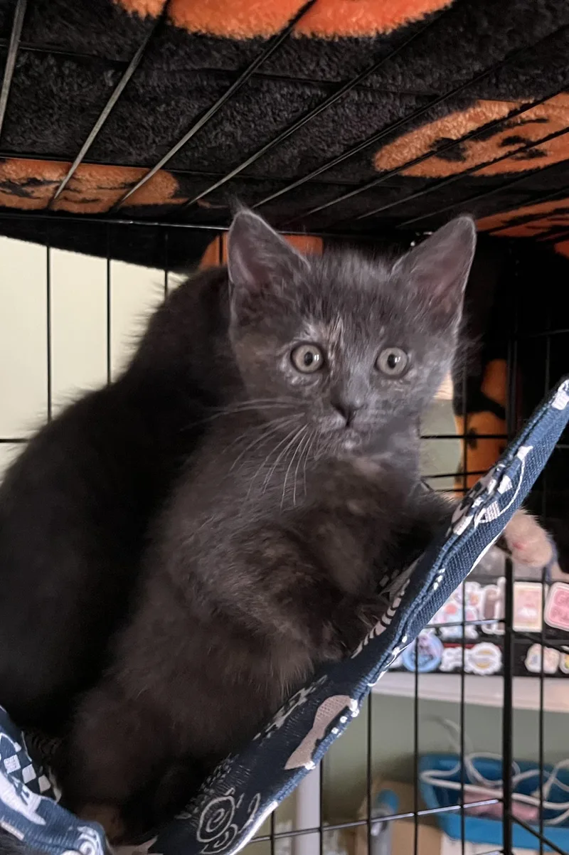 Morticia thumbnail 5