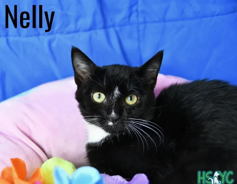 A baby medium-sized male Domestic Short Hair cat named Nelly for adoption in Fort Mill, SC