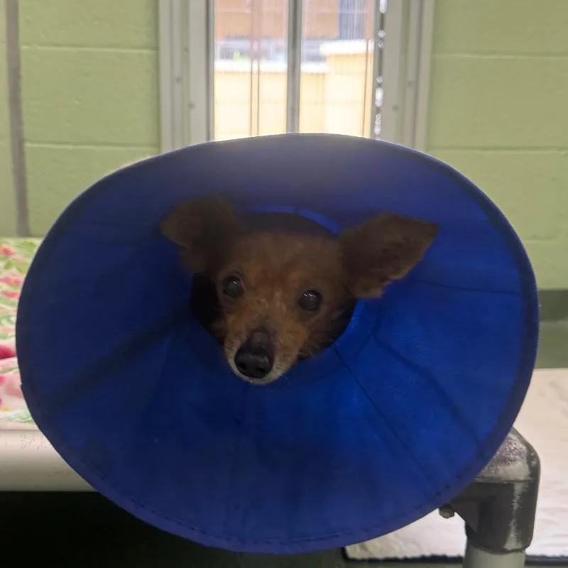 A senior small-sized male Brown / Chocolate Dachshund dog named Dewey for adoption in West Palm Beach, FL