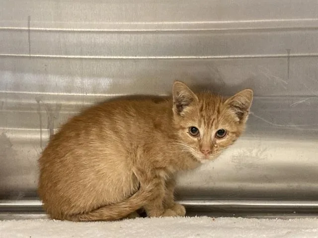 A baby small-sized male Domestic Short Hair cat named Mr. Llama for adoption in Tustin, CA