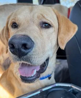 A young large-sized male Labrador Retriever dog named Storm for adoption in Austin, TX