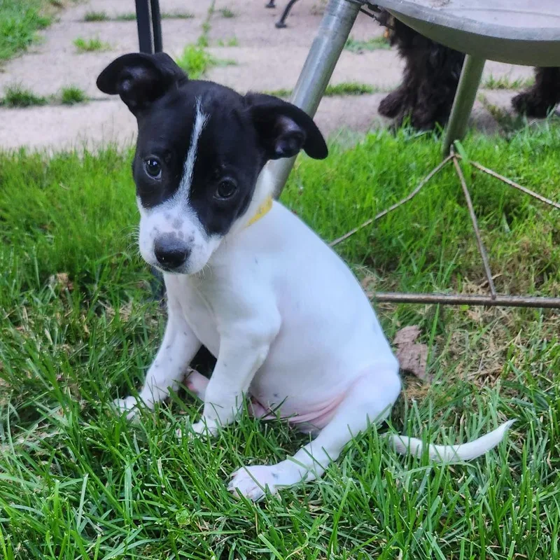 A baby small-sized male White / Cream Mixed Breed dog named Ben for adoption in Buffalo, MN