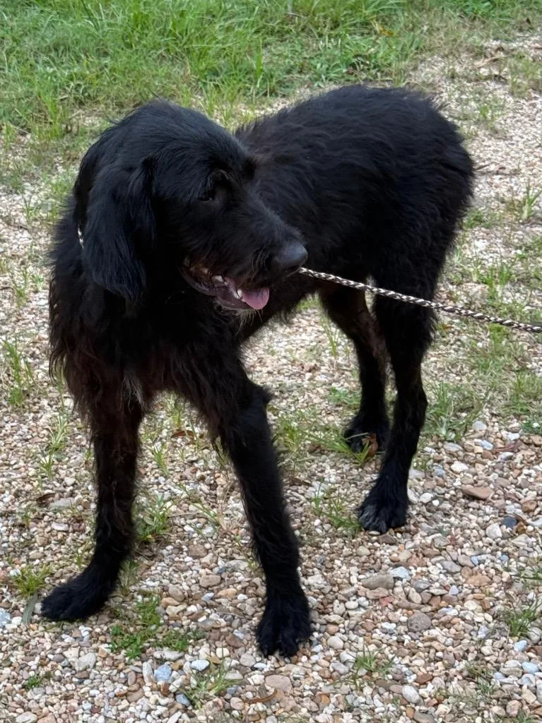 A baby medium-sized male Labrador Retriever dog named Clyde Barrow for adoption in Saint Francisville, LA