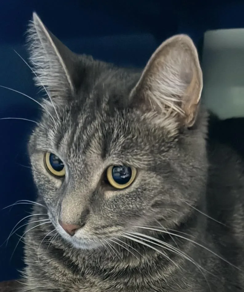 A young medium-sized female Tabby (Gray / Blue / Silver) Domestic Short Hair cat named Lucky for adoption in Sault Sainte Marie, MI