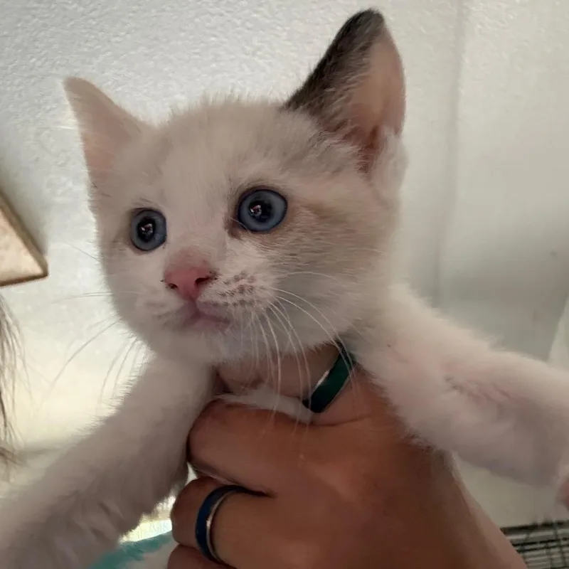 A baby small-sized female Lilac Point Domestic Short Hair cat named Delilah for adoption in Yucaipa, CA