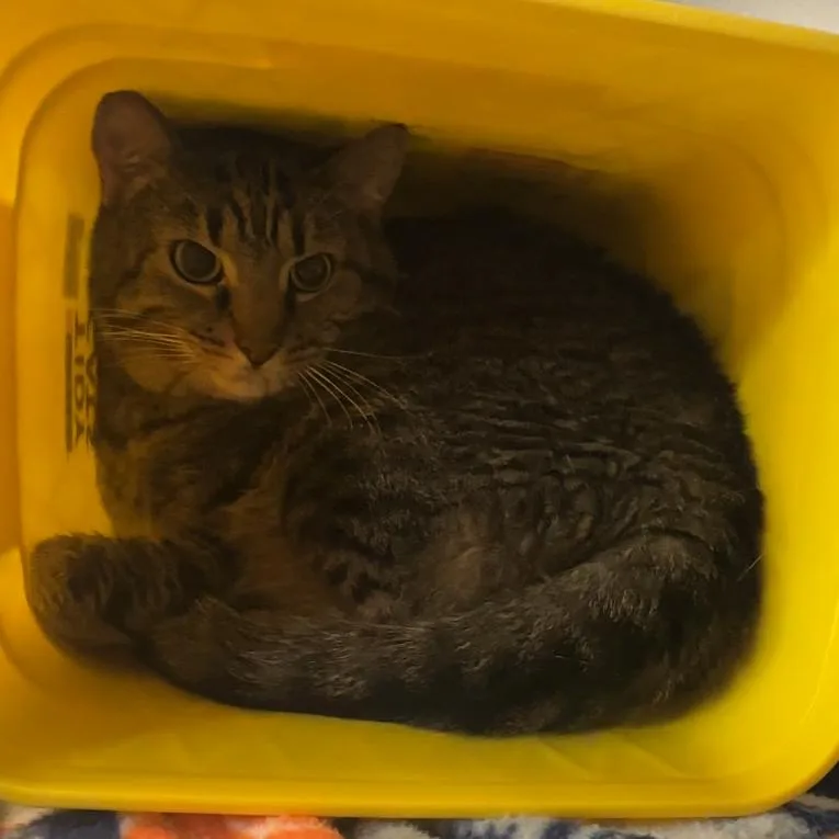 Bowie
