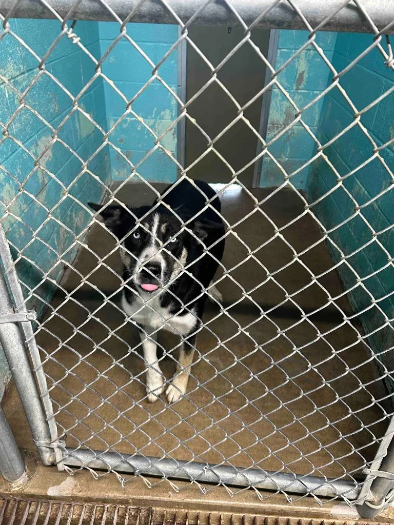 A young large-sized female Mixed Breed dog named Sarka for adoption in Glen Rose, TX