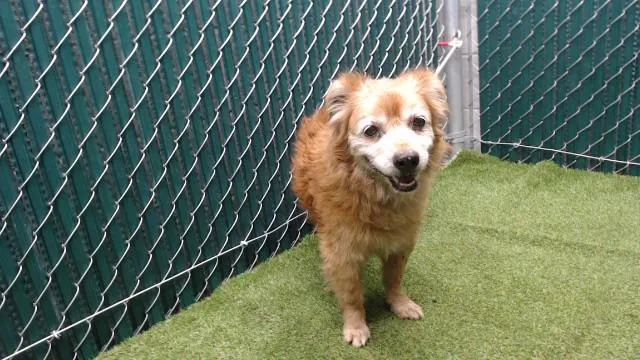 A senior small-sized male Pomeranian dog named Varney for adoption in Downey, CA