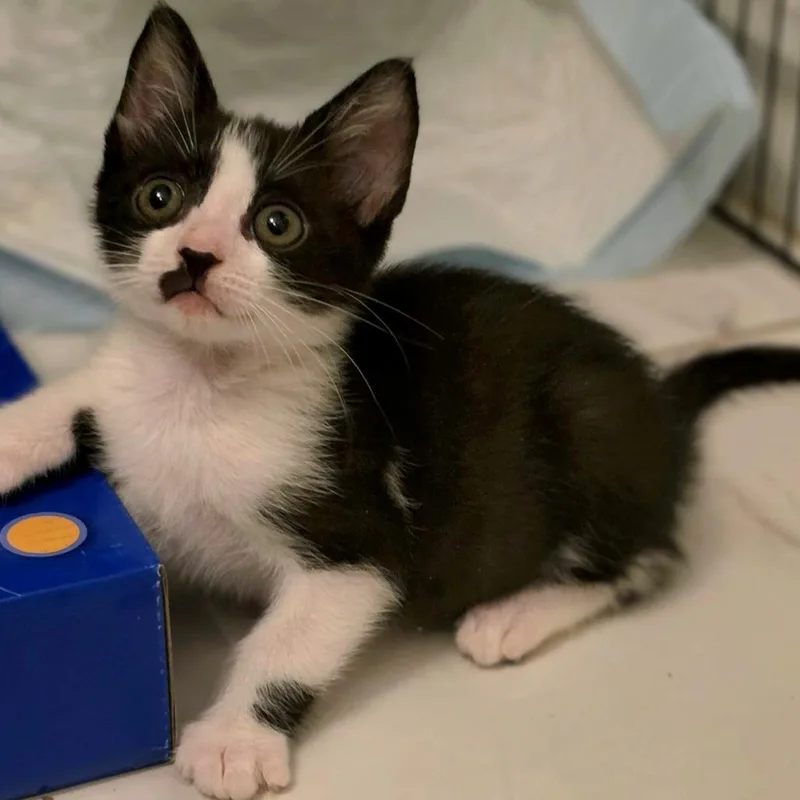 A baby small-sized male Black Domestic Short Hair cat named Ickis for adoption in Parkland, FL