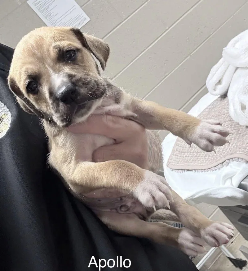 Apollo