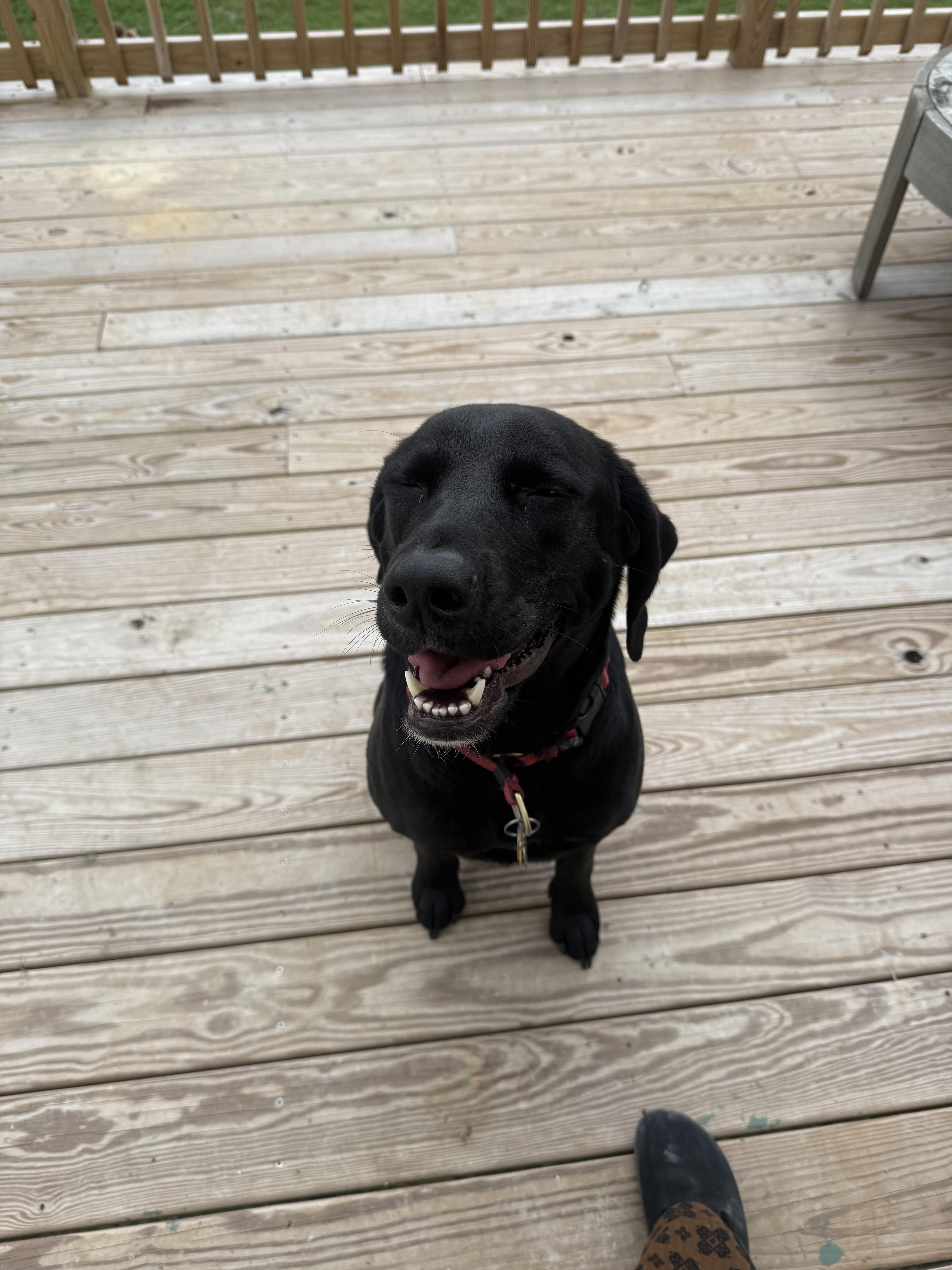 An adult medium-sized female Black Labrador Retriever dog named Charley for adoption in Los Angeles, CA