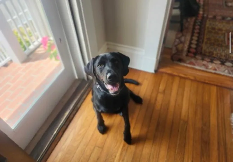 Charley thumbnail 2