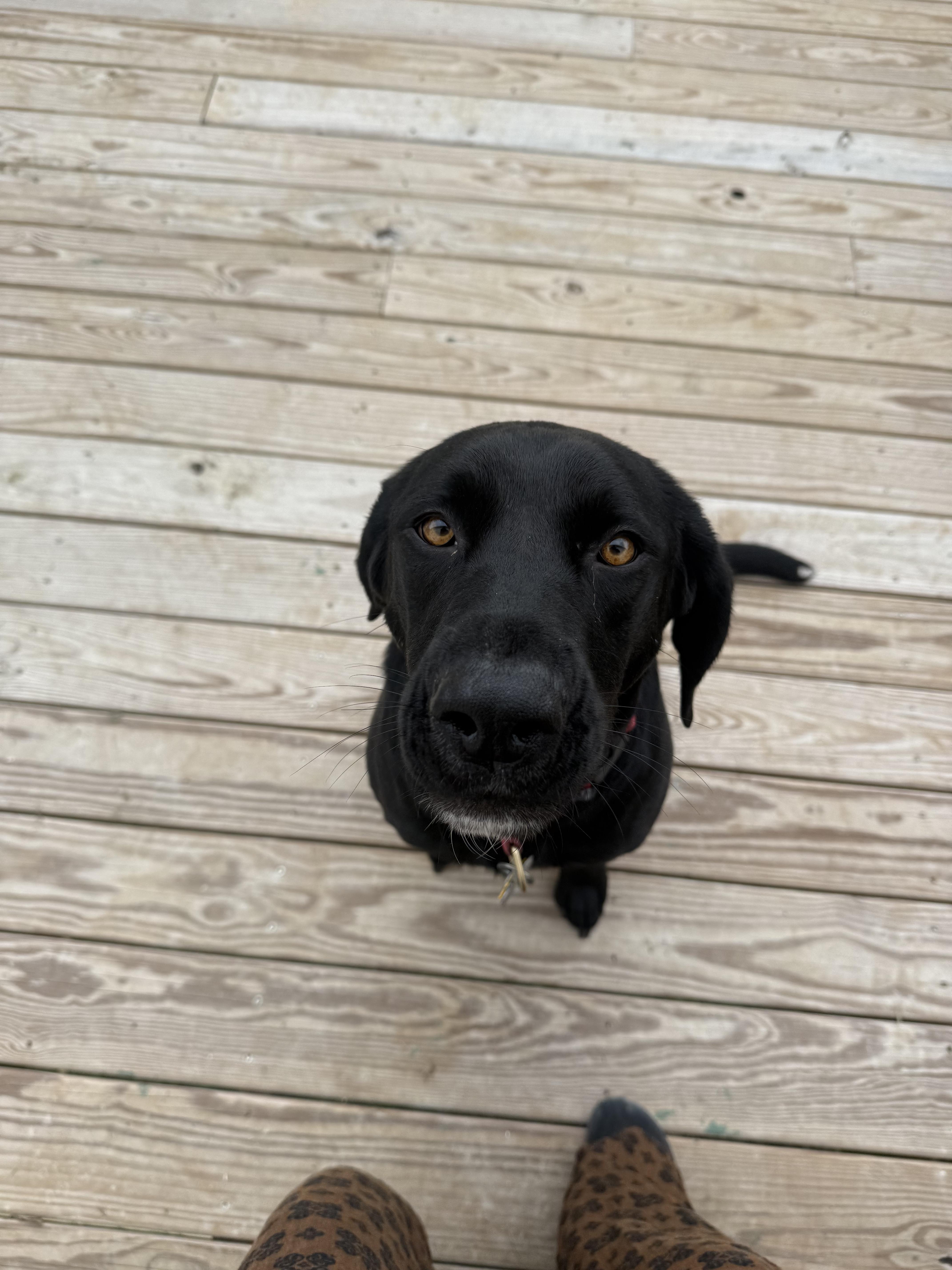 Charley thumbnail 3