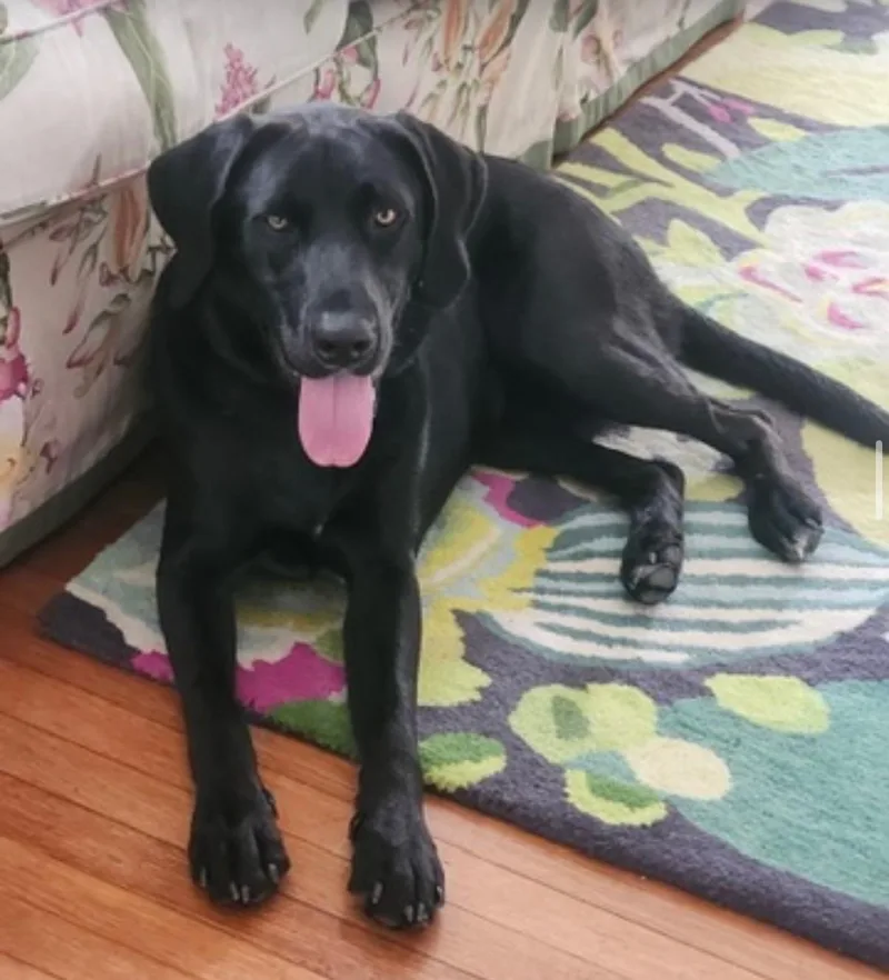 Charley thumbnail 4
