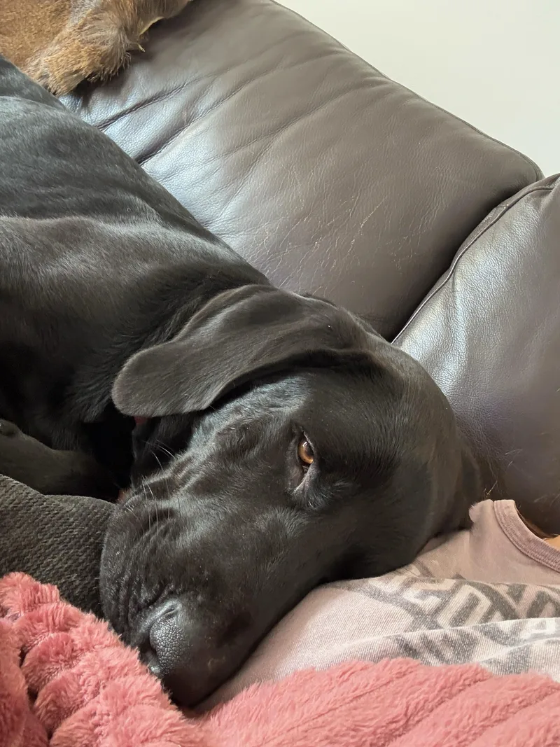 Charley thumbnail 5