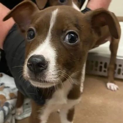 A young small-sized male Terrier dog named Samuel for adoption in Portland, ME