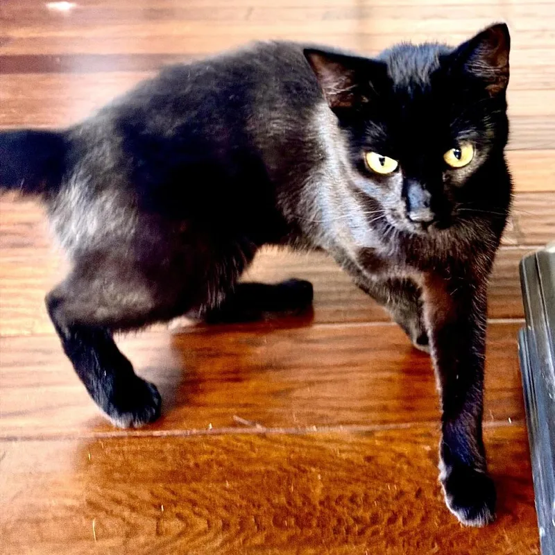 A young medium-sized female Black Domestic Short Hair cat named Sally for adoption in Prosper, TX