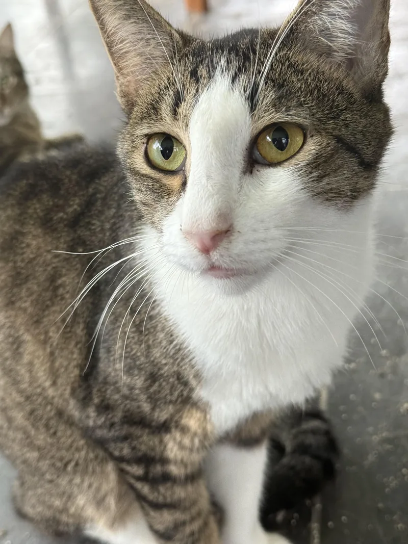 A young medium-sized male Tabby (Brown / Chocolate) Domestic Short Hair cat named Aladin for adoption in Kissimmee, FL