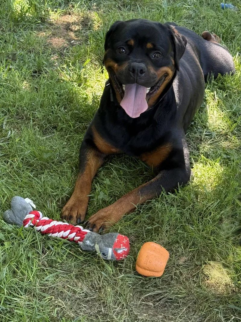 Fudgie