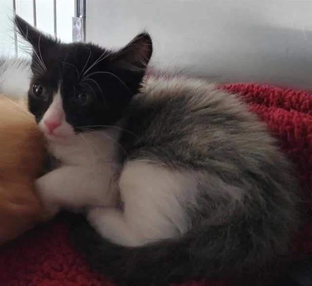 A baby small-sized female Domestic Medium Hair cat named Belle for adoption in Chula Vista, CA