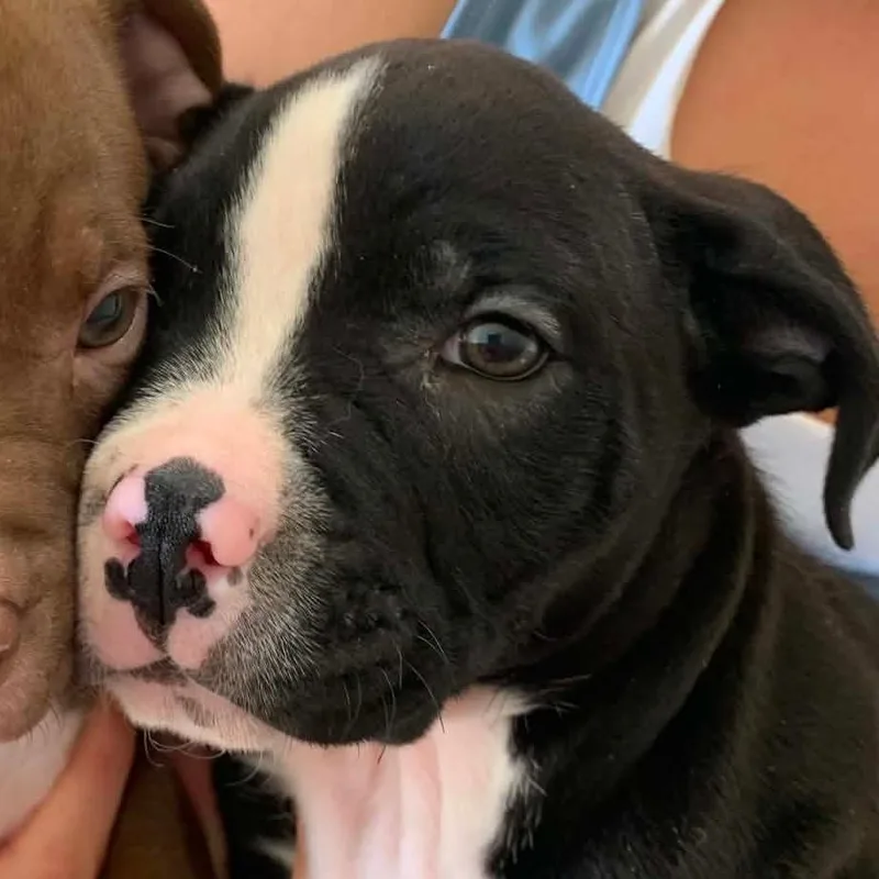 A baby small-sized male American Staffordshire Terrier dog named Bramble for adoption in Jasper, IN