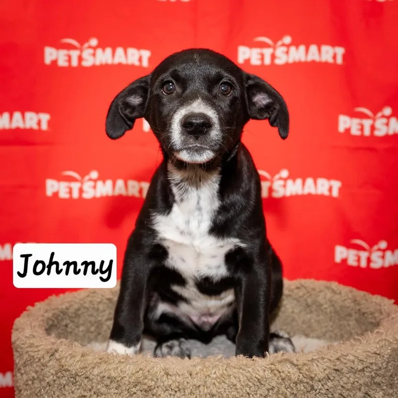 A baby medium-sized male Tricolor (Brown, Black, & White) Cattle Dog dog named Johnny for adoption in Calimesa, CA