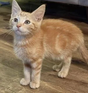 A baby large-sized male Orange / Red Domestic Short Hair cat named Archie for adoption in Lemoyne, PA