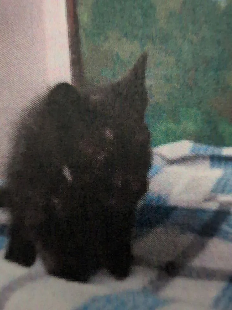 A baby small-sized female Black Domestic Short Hair cat named Barta for adoption in Parker, CO