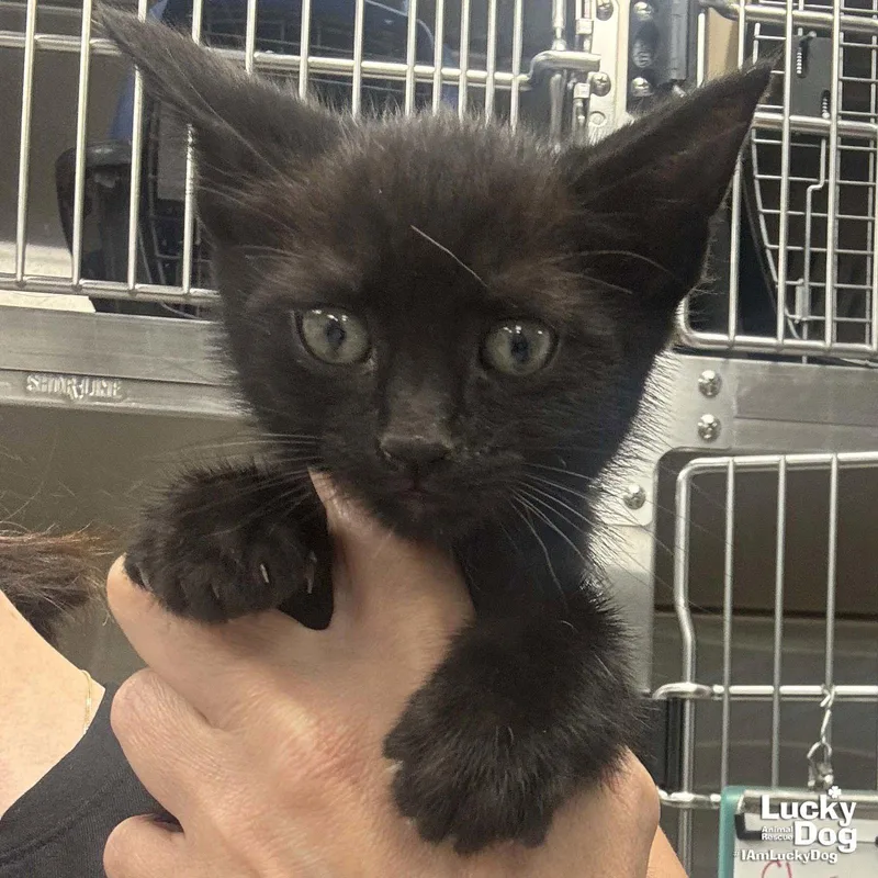 A baby medium-sized male Black Domestic Short Hair cat named Sable for adoption in Washington, DC