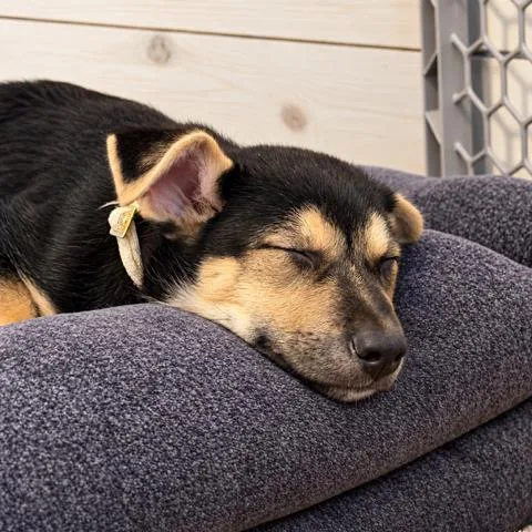 A baby small-sized female Black Mixed Breed dog named America for adoption in Buffalo, MN
