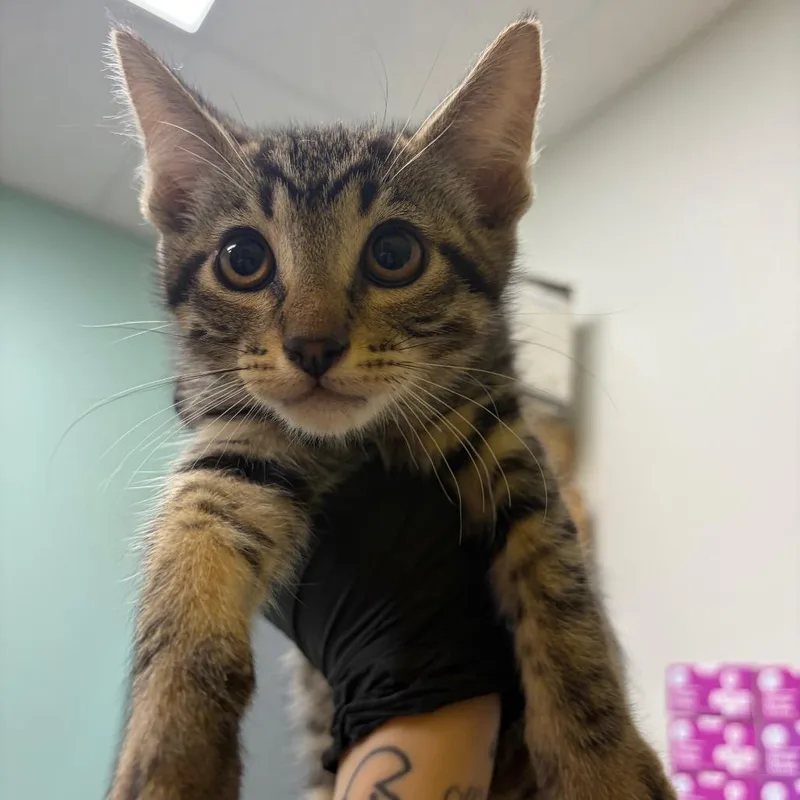 A baby small-sized male Brown / Chocolate Domestic Short Hair cat named Mr. Pibb for adoption in Keizer, OR