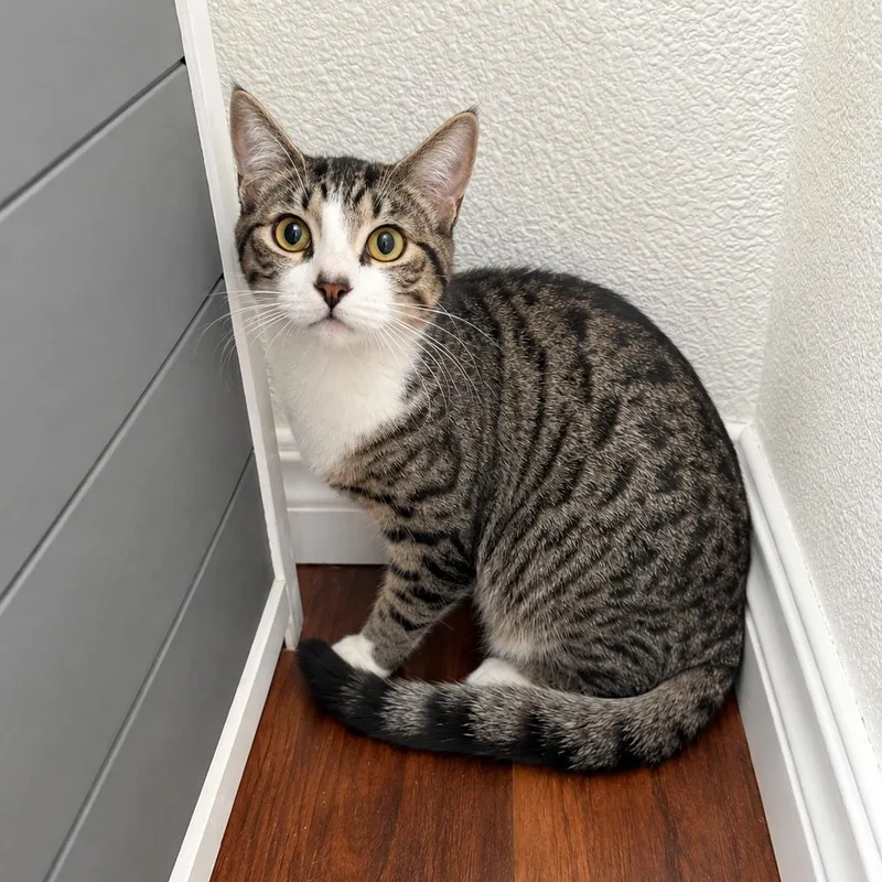 A baby medium-sized female Tabby (Brown / Chocolate) Tabby cat named Honey A for adoption in Fresno, CA