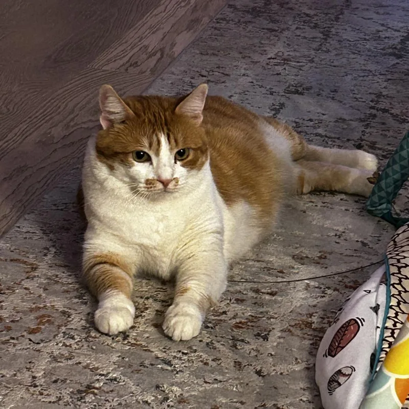 A senior large-sized female Orange / Red Domestic Short Hair cat named Tebla Ukraine for adoption in Fairfax Station, VA