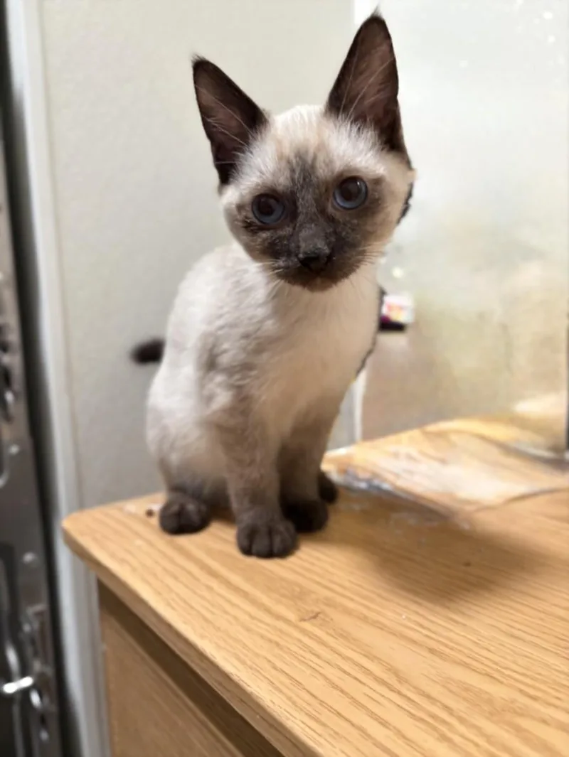 A baby small-sized male Siamese cat named Greg for adoption in Olivehurst, CA