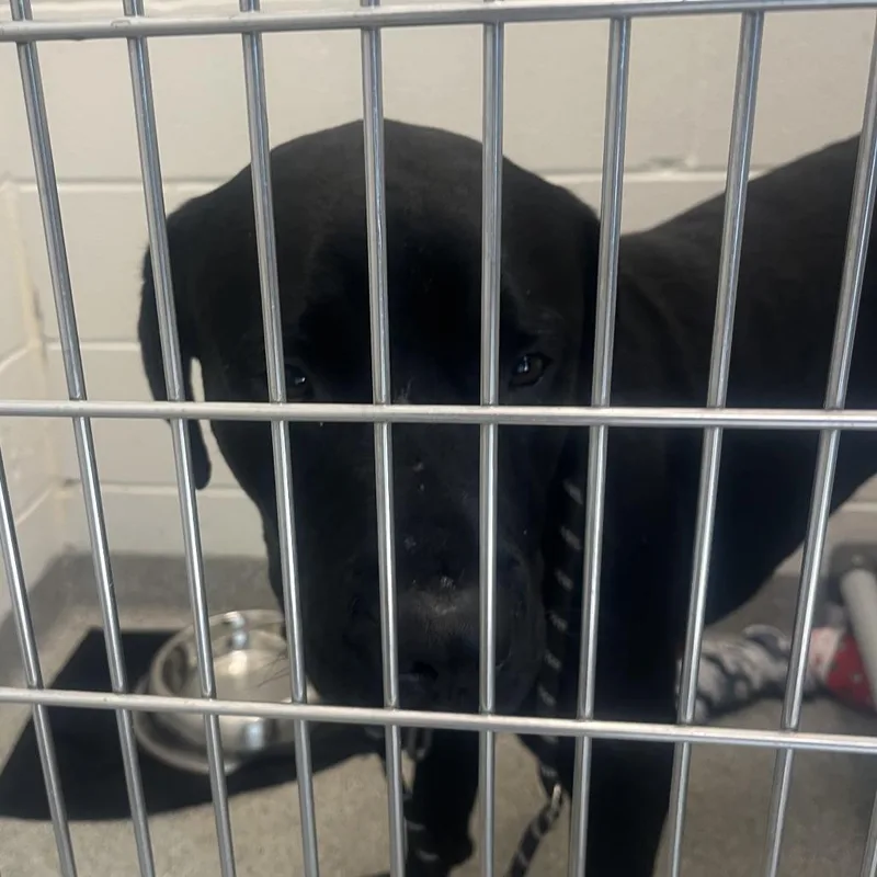 An adult large-sized male Cane Corso dog named Smokee for adoption in Matteson, IL