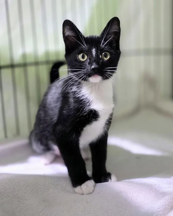 A baby small-sized female Domestic Short Hair cat named Iris for adoption in Novato, CA