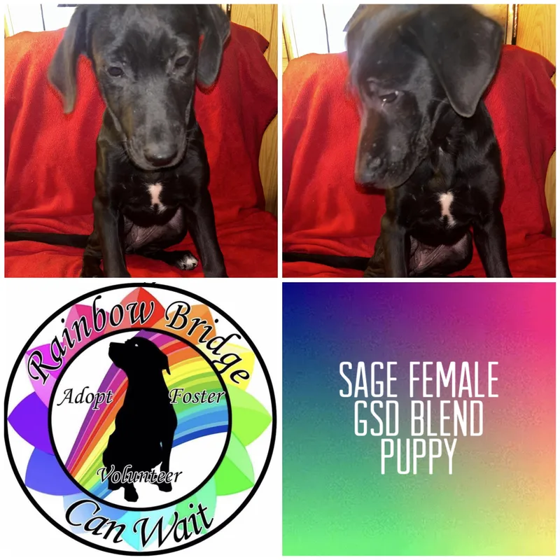 A baby large-sized female German Shepherd Dog dog named Sage for adoption in Carnegie, OK