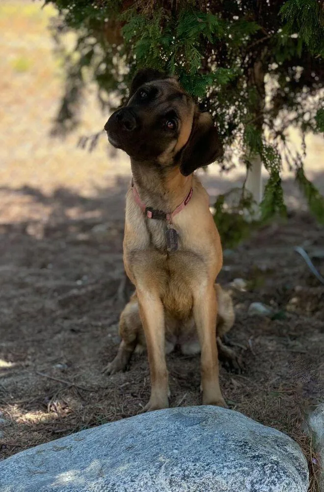 Buttercup thumbnail 4