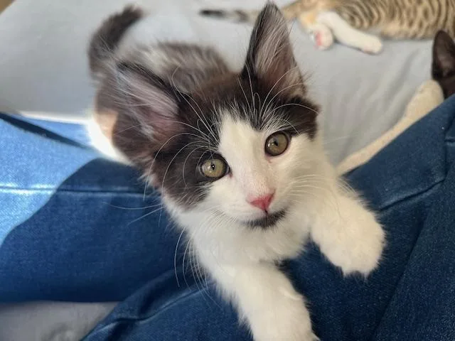 A baby medium-sized male Black & White / Tuxedo Domestic Short Hair cat named Five Fur Babies Wvideo for adoption in Eagle Point, OR
