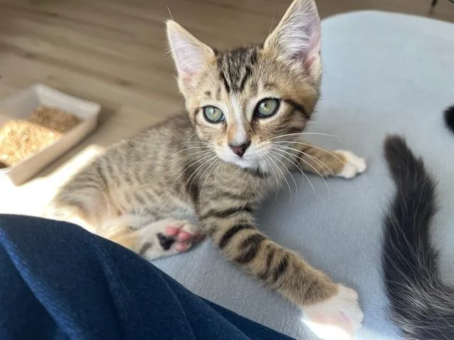 Five Fur Babies Wvideo thumbnail 4