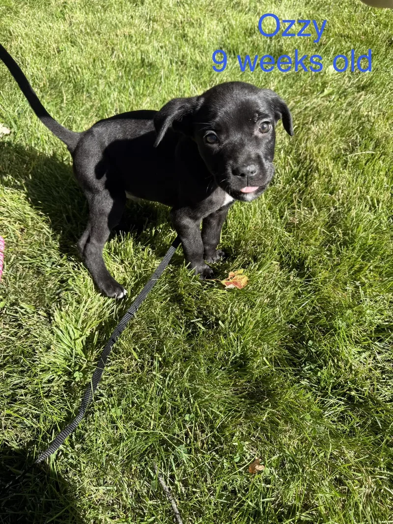 A baby medium-sized male American Staffordshire Terrier dog named Ozzy for adoption in Davisburg, MI