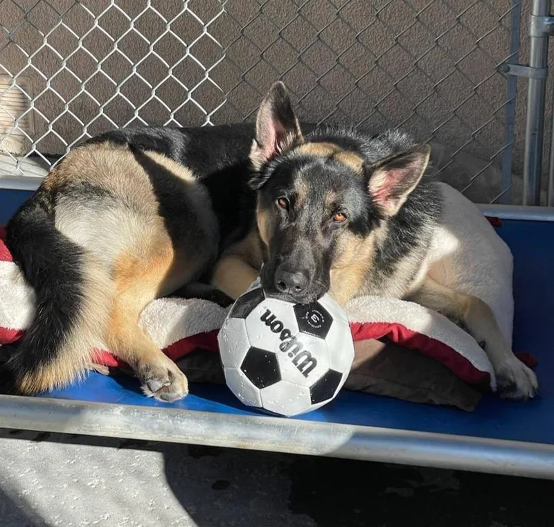 A young large-sized male German Shepherd Dog dog named Auggie for adoption in Newport Beach, CA
